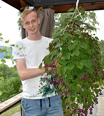 Blodbeger er en av favorittplantene til Ola. Blodbeger er en av favorittplantene til Ola.