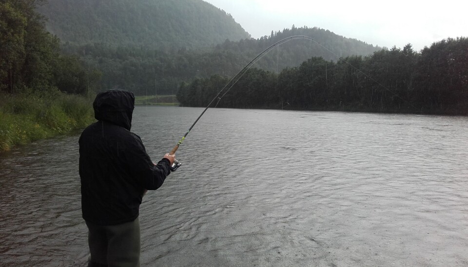 Oppsummering laksefisket uke 23