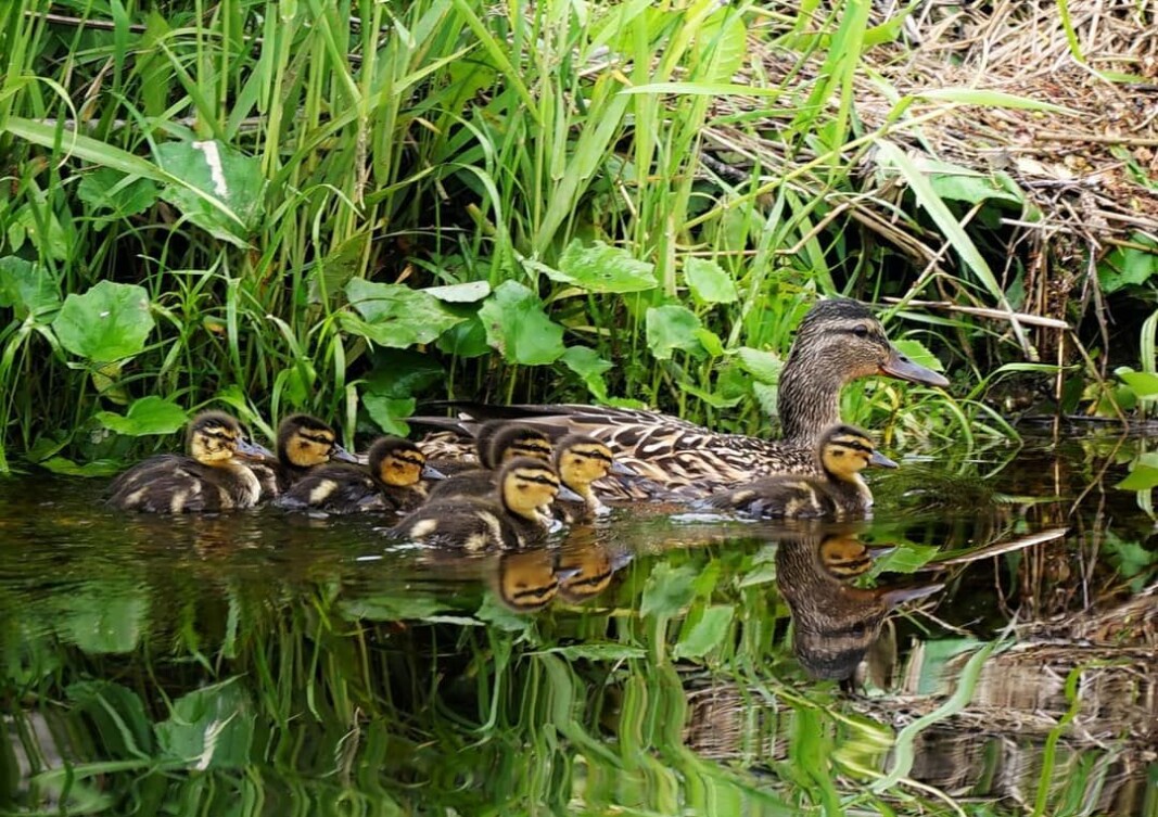 Surnadal: En fin familie. Surnadal: En fin familie.