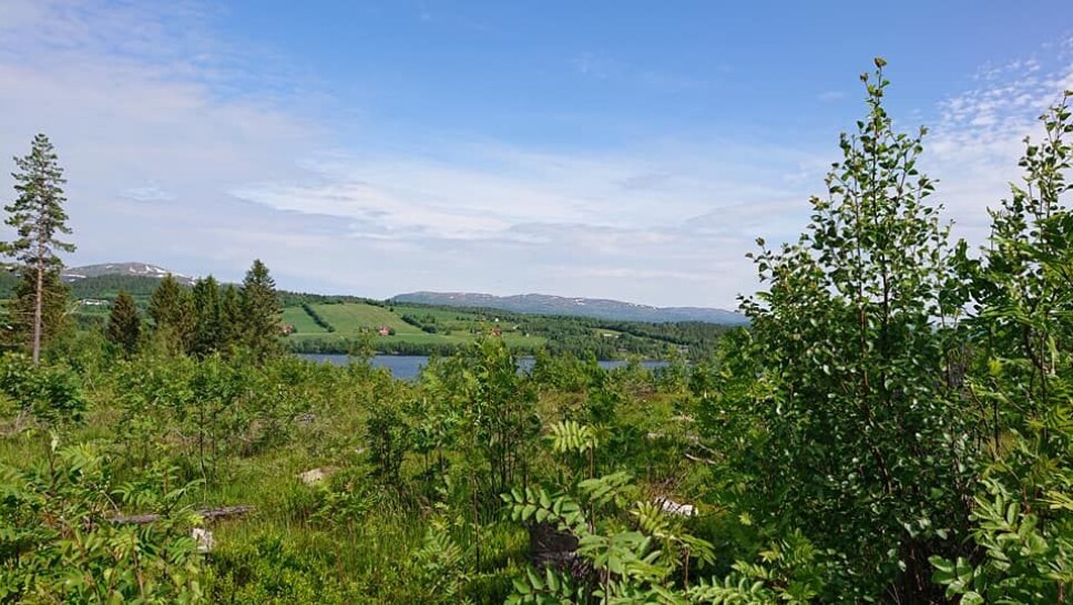 Grønlifeltet.