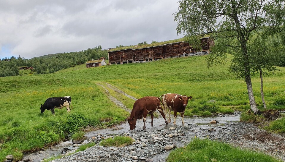 Kvigeslipp oppi Vålåsgara 18. juni. 53 kviger er klare for såmmårferi 😊