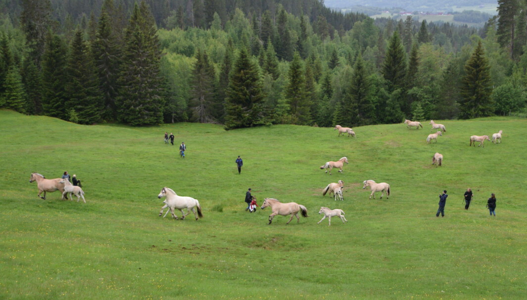 Det blir litt uro i flokken, så de merrene som har føll stikker til skogs med en gang. De beskytter føllene sine. Det blir litt uro i flokken, så de merrene som har føll stikker til skogs med en gang. De beskytter føllene sine.