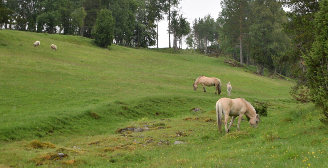 Noen sauer er også inne på beitet. Noen sauer er også inne på beitet.