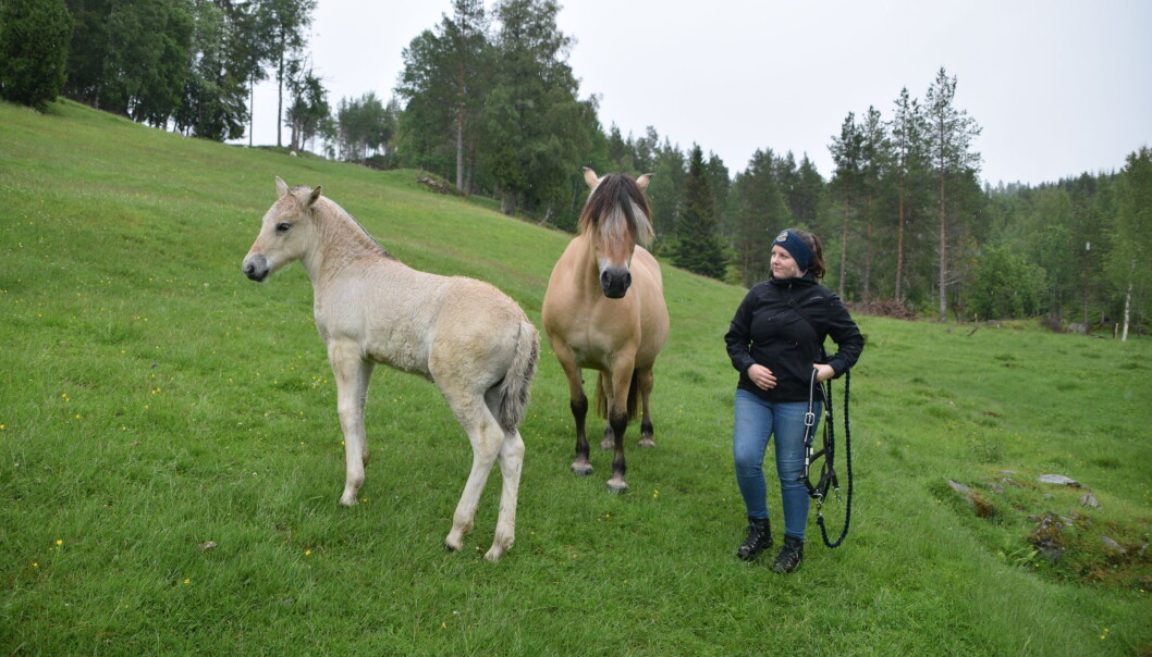 Anne Marit Løfaldli er leder i Indre Nordmør Fjordhestlag, som organiserer det årlige fjordhestslippet. Anne Marit Løfaldli er leder i Indre Nordmør Fjordhestlag, som organiserer det årlige fjordhestslippet.