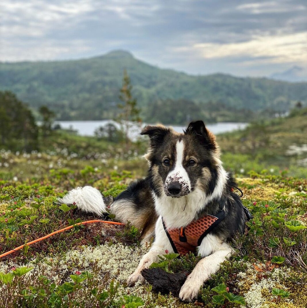 Nyter å være på hytta🐕🤩 Nyter å være på hytta🐕🤩