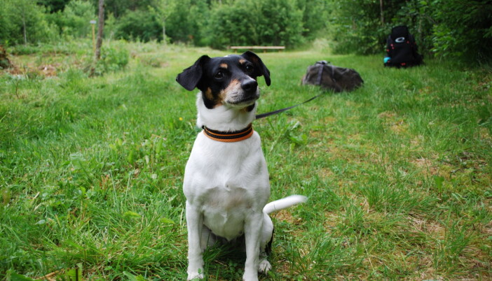 Ståles hund Nevin er oppattkalla etter ein kjent diskgolfpark i USA, og har vorte ein maskot i diskgolfmiljøet Ståles hund Nevin er oppattkalla etter ein kjent diskgolfpark i USA, og har vorte ein maskot i diskgolfmiljøet