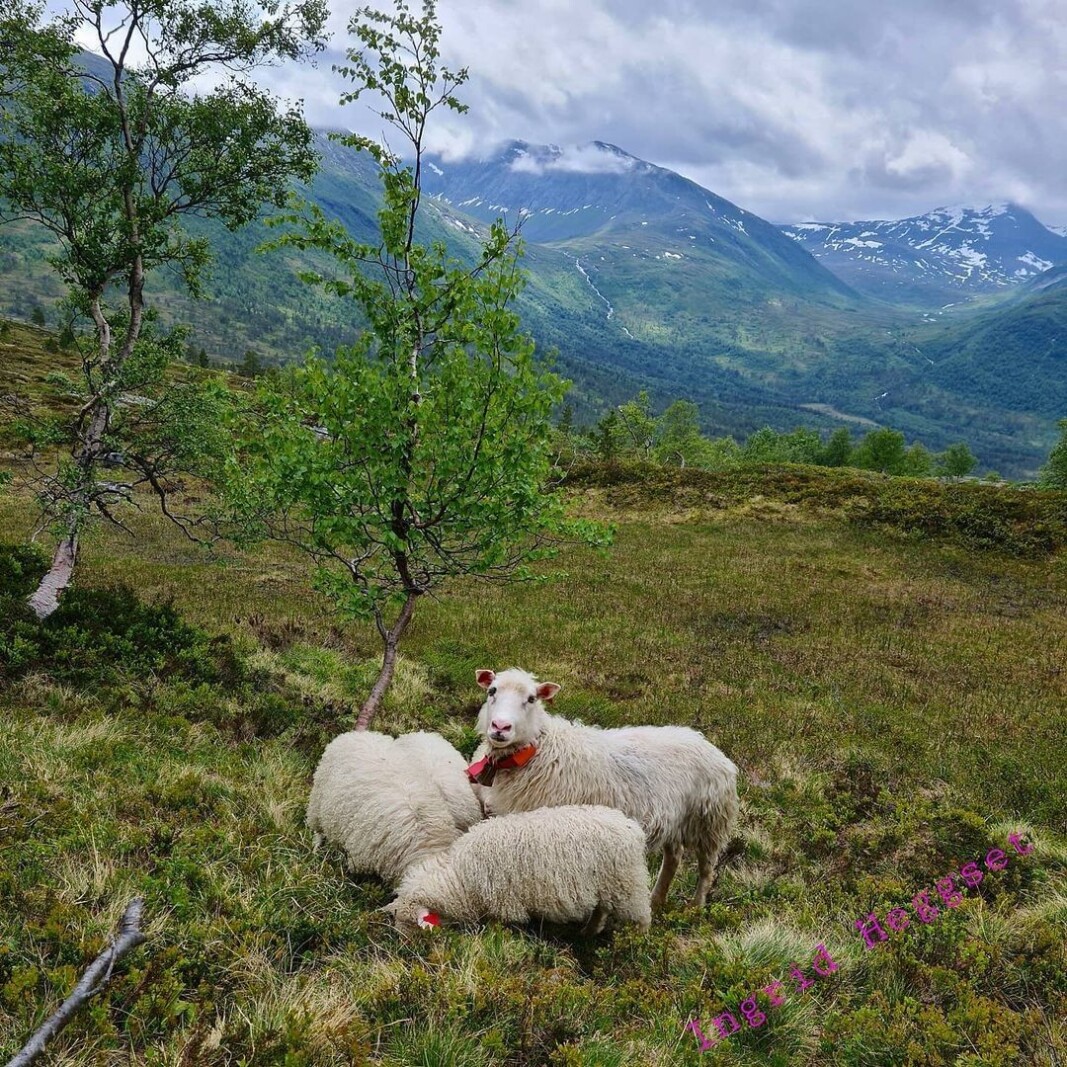 Tusså og lamma🐑💕 #spelsau #vindøldalen Tusså og lamma🐑💕 #spelsau #vindøldalen