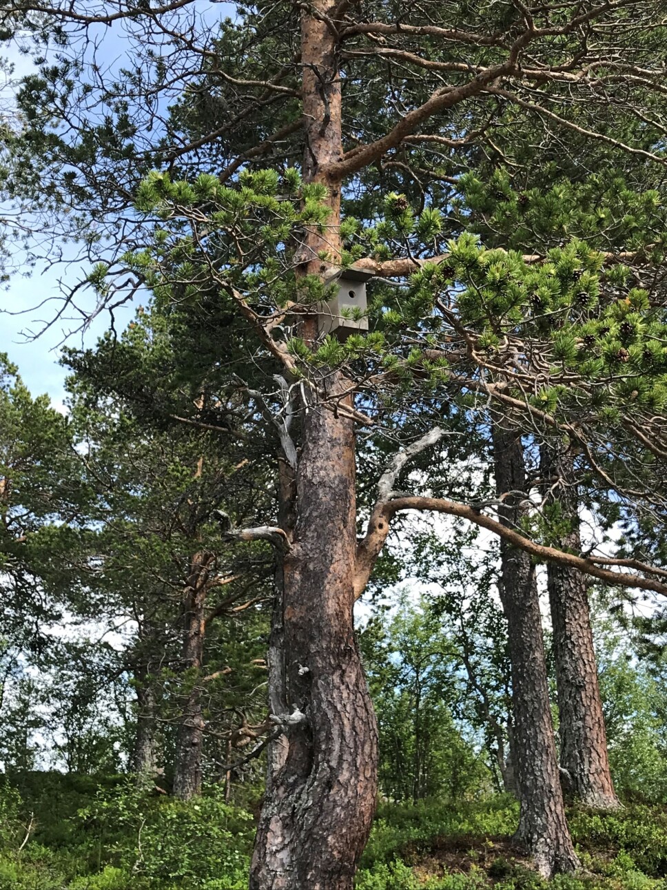Her hadde en fluesnapper lagt seks egg i kassen på furua.