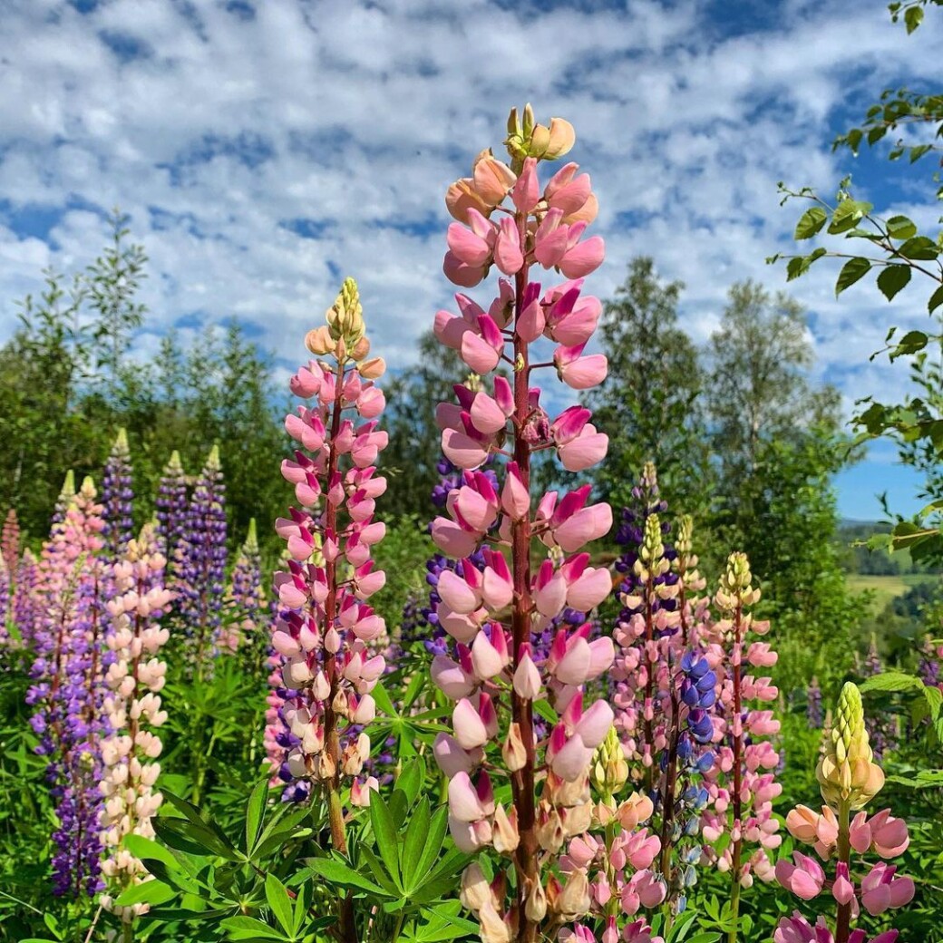 Fargerike lupiner Fargerike lupiner