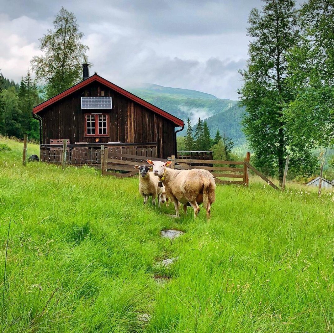 Mellingsetra må være selve definisjonen på idyll 🌼🐑🌤 Mellingsetra må være selve definisjonen på idyll 🌼🐑🌤