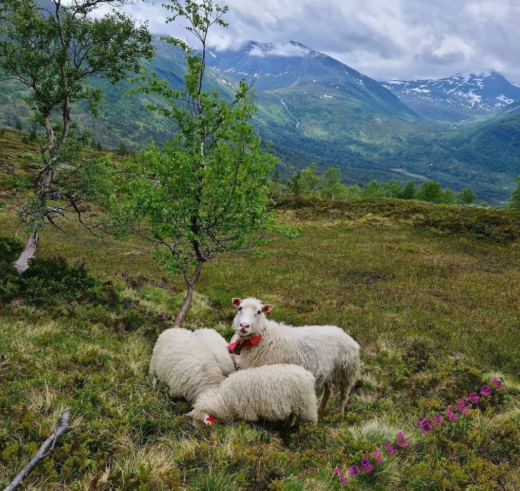 Illustrasjonsfoto. Sau i Vindøldalen. Illustrasjonsfoto. Sau i Vindøldalen.