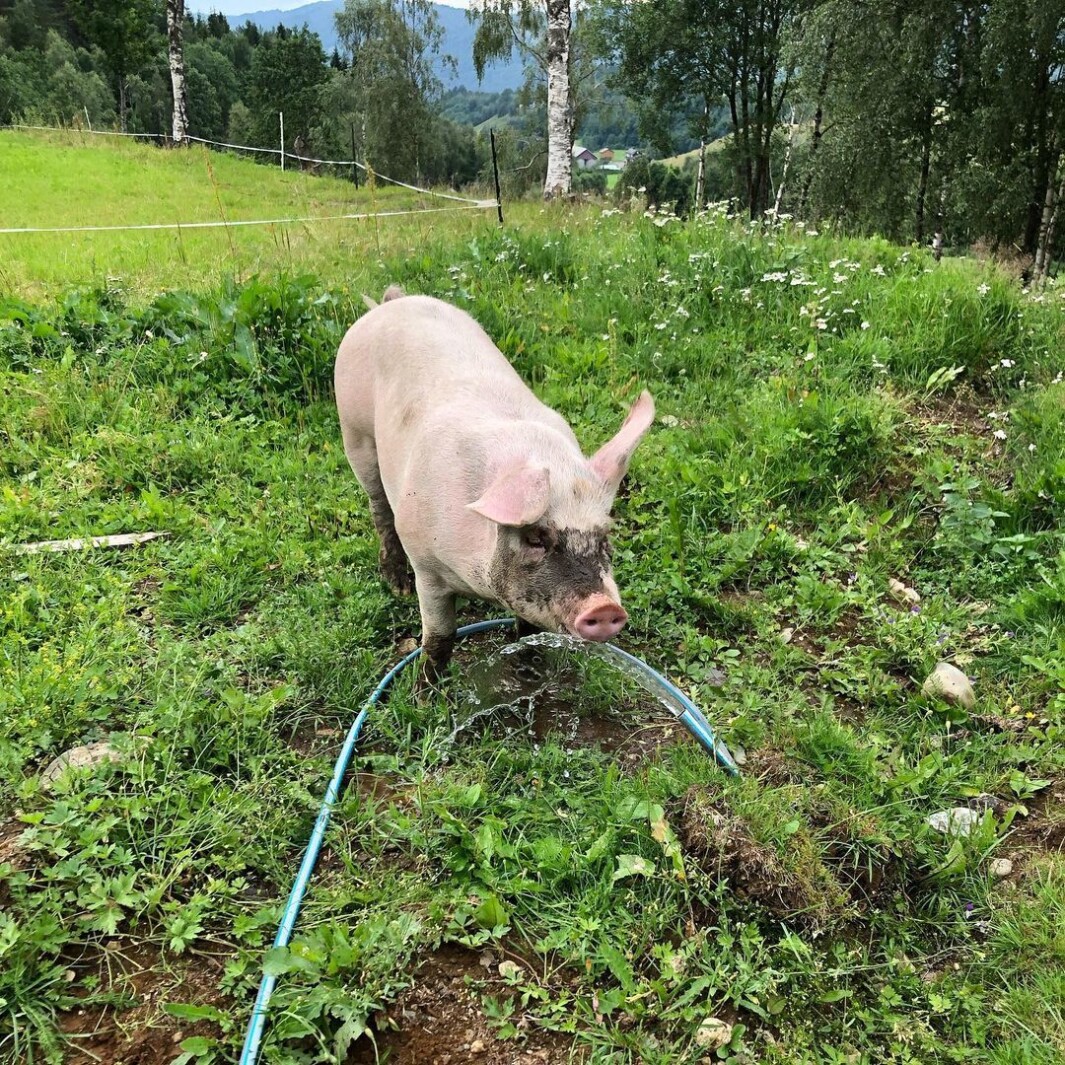 Livet på Sjellen😊 Livet på Sjellen😊