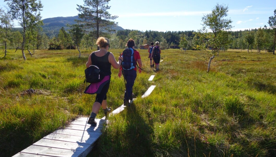 Helgetunsetra er det "toppen" som er mest besøkt av de turmålene som gir 10 poeng. Det er en forholdsvis flat tur etter en fin sti, 8 km fra parkering like før Hølstoinn. Helgetunsetra er det "toppen" som er mest besøkt av de turmålene som gir 10 poeng. Det er en forholdsvis flat tur etter en fin sti, 8 km fra parkering like før Hølstoinn.