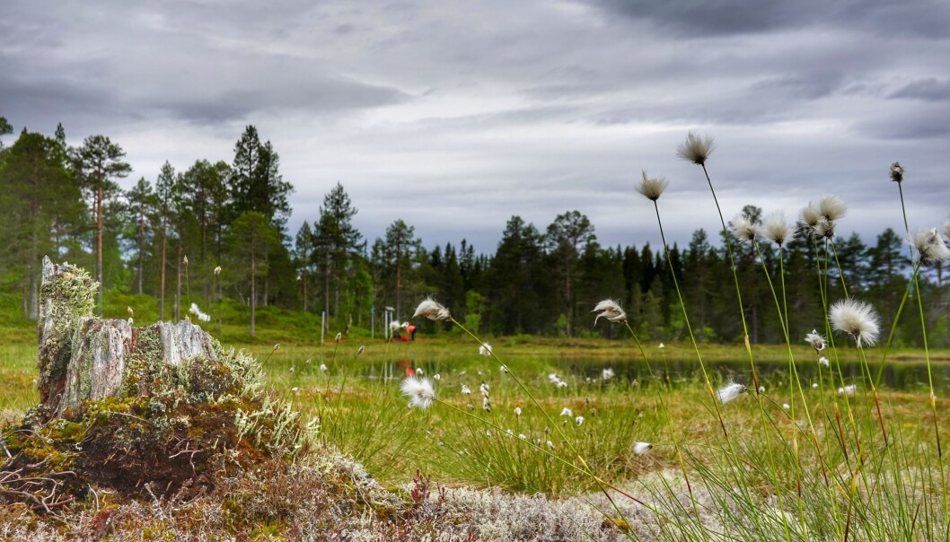 På Feiarskaret oppi Åsan, finner du en av de gamle trimboksene, som nå også er med i Trimpoeng. På Feiarskaret oppi Åsan, finner du en av de gamle trimboksene, som nå også er med i Trimpoeng.