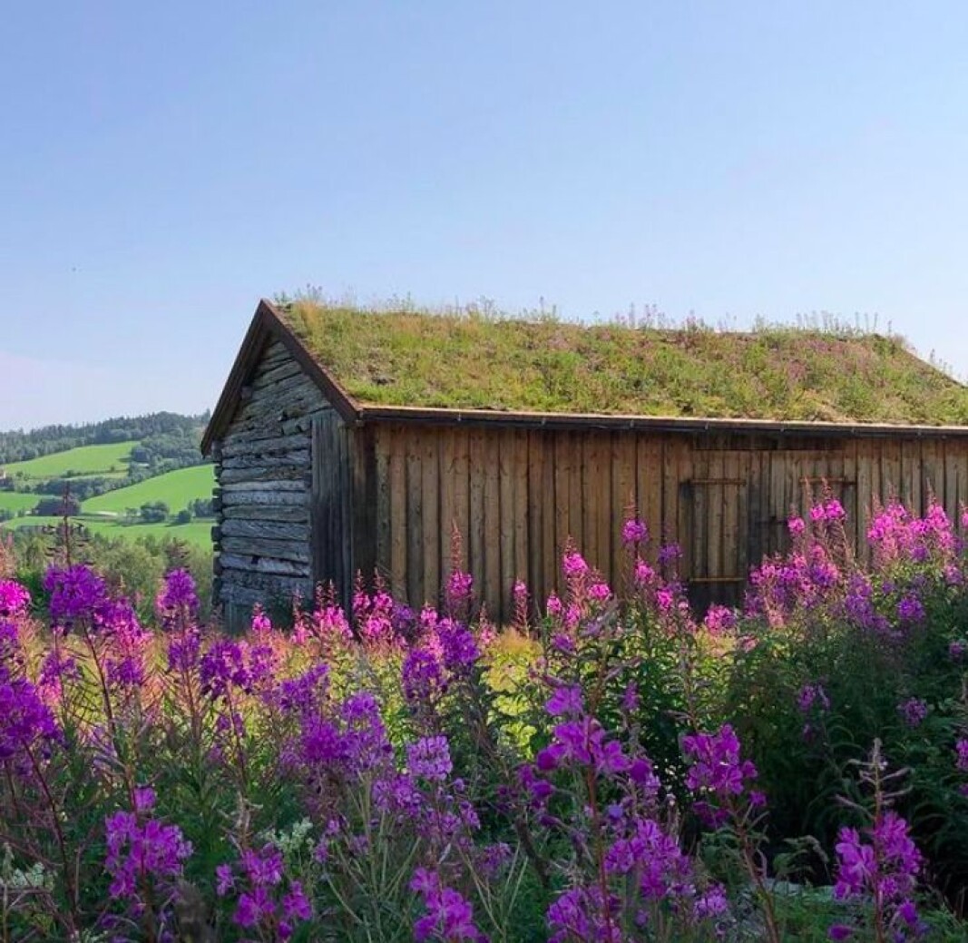 Geieramsblomstring i Rindal Geieramsblomstring i Rindal
