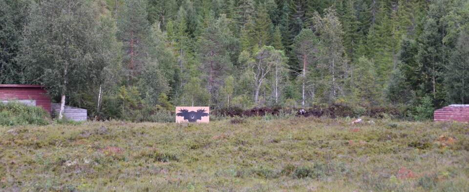 Løpende elg.