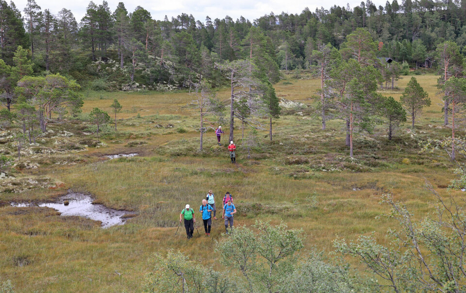 Fortsatte til Espåsfjellet gjennom et myr- og skogområde. Fulgte stier på praktisk talt hele turen.