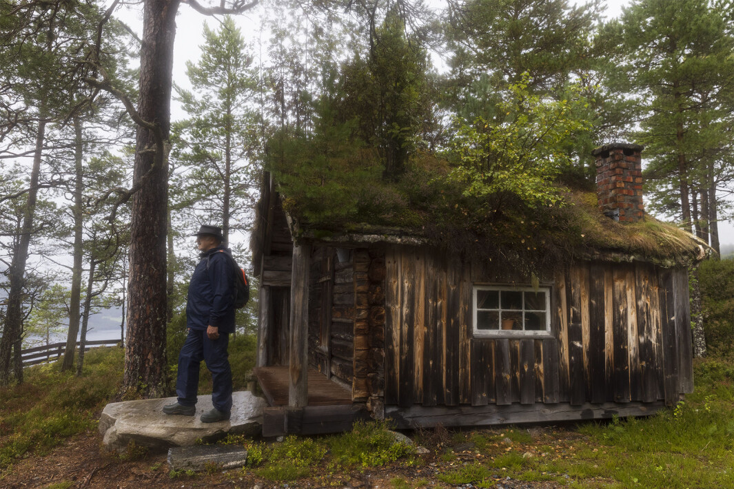 Skogskoie som fortel si historie. Skogskoie som fortel si historie.