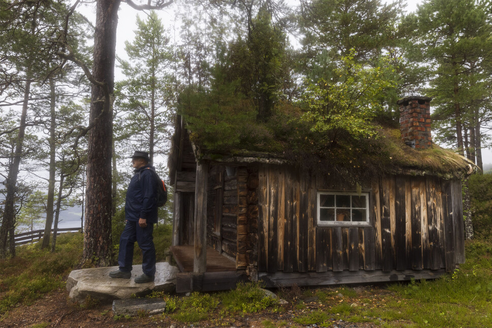 Skogskoie som fortel si historie.