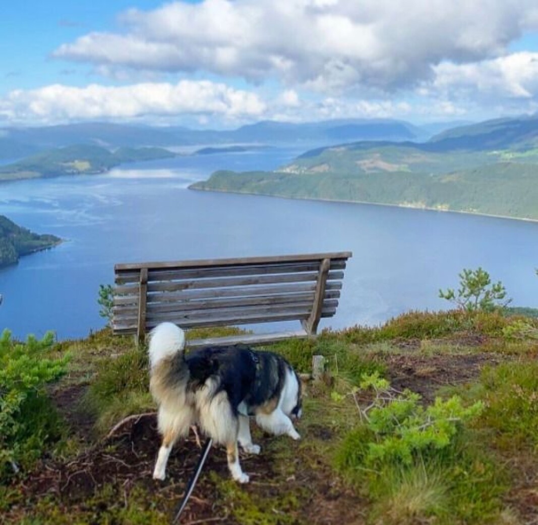 Svinvikhammaren🐕 Svinvikhammaren🐕