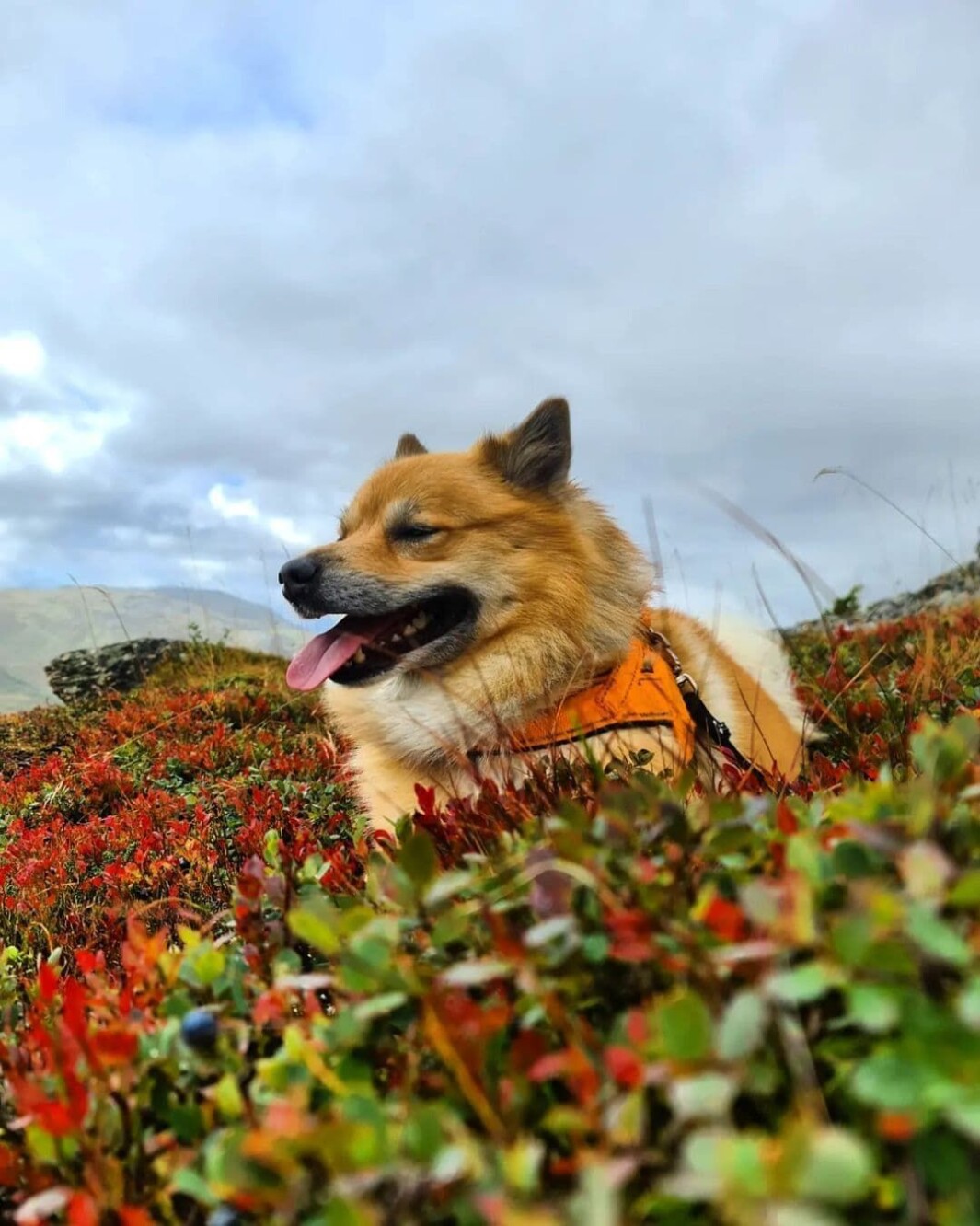Hereby this dog is named the king of autumn 👑🐶🧡🤎 Hereby this dog is named the king of autumn 👑🐶🧡🤎