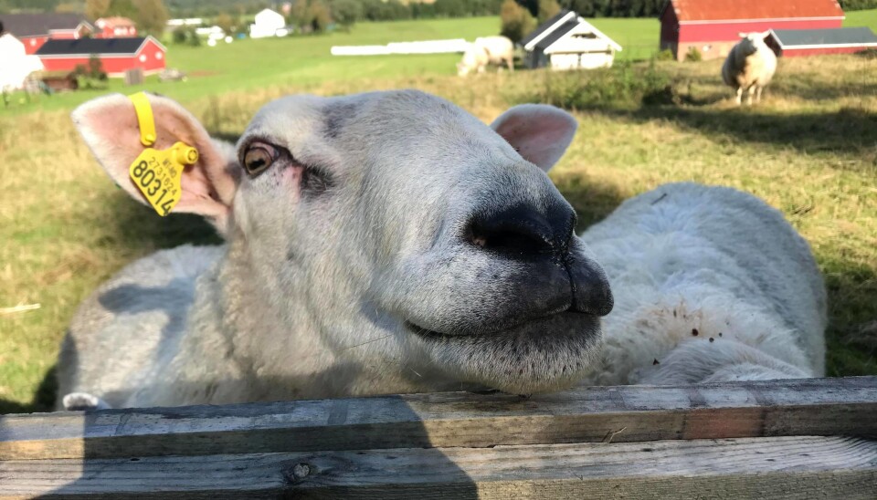 – Eg har slutta å irritere meg over småting