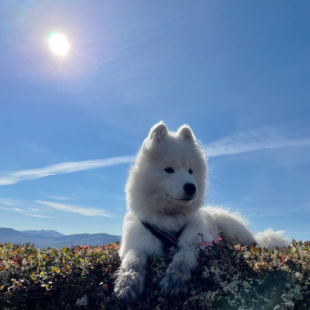 Både 2- og 4-beinte kom seg ut på #turistforeningen sin #komdegutdagen2021 #skåkleiva #rindal_tidtilåleve #samoyed Både 2- og 4-beinte kom seg ut på #turistforeningen sin #komdegutdagen2021 #skåkleiva #rindal_tidtilåleve #samoyed