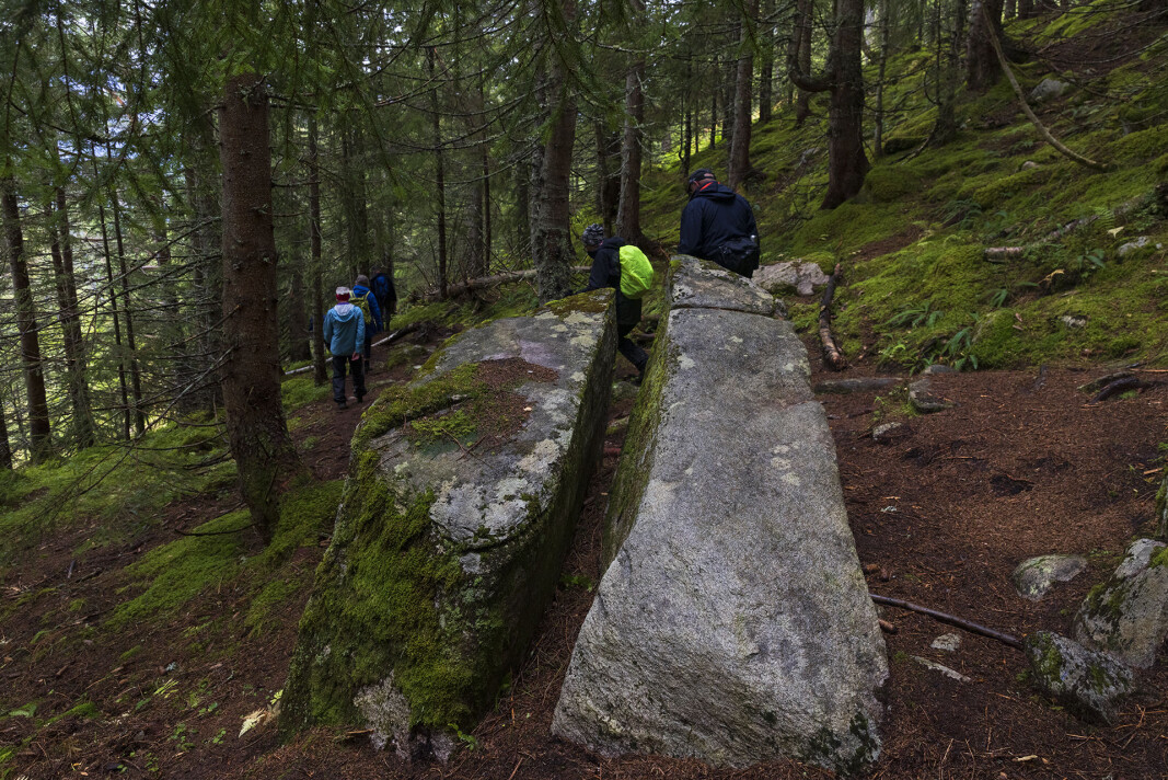 Ned gjennom granskogen. Ned gjennom granskogen.