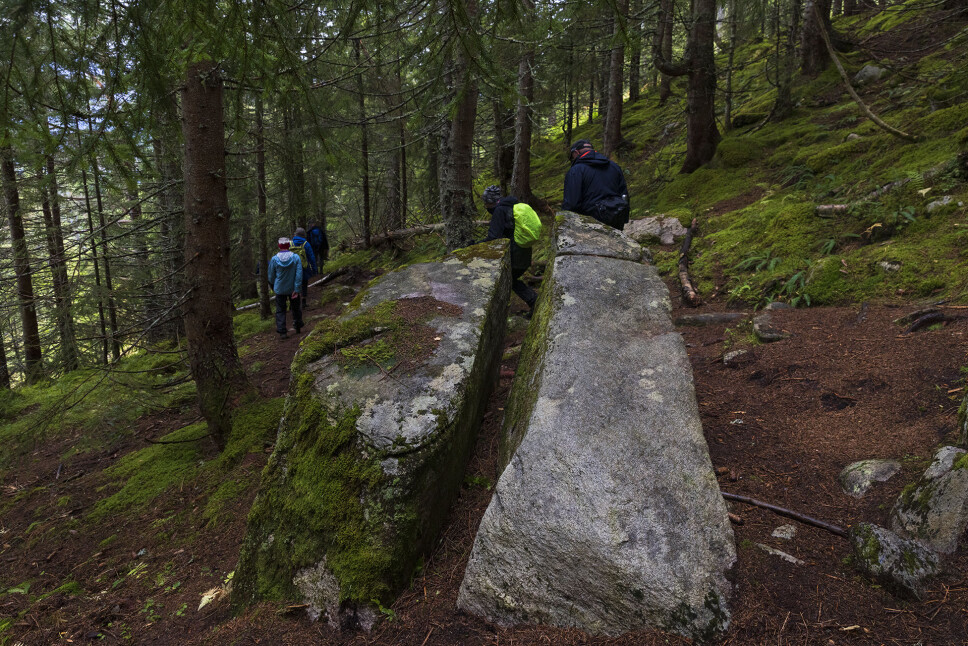Ned gjennom granskogen.