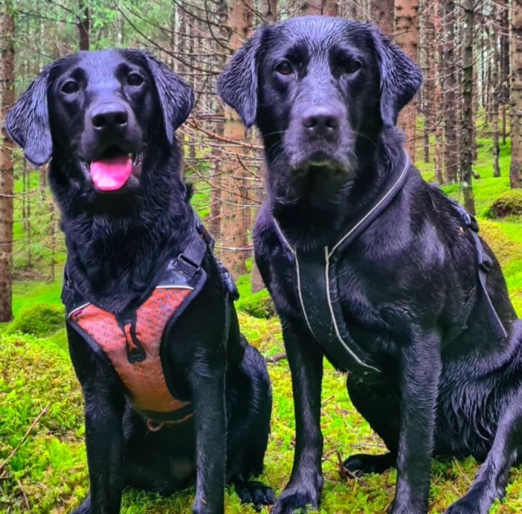 Mine sine, (Fak's) Lycke og Ayla ute på våt tur i skogen 🥰 Mine sine, (Fak's) Lycke og Ayla ute på våt tur i skogen 🥰