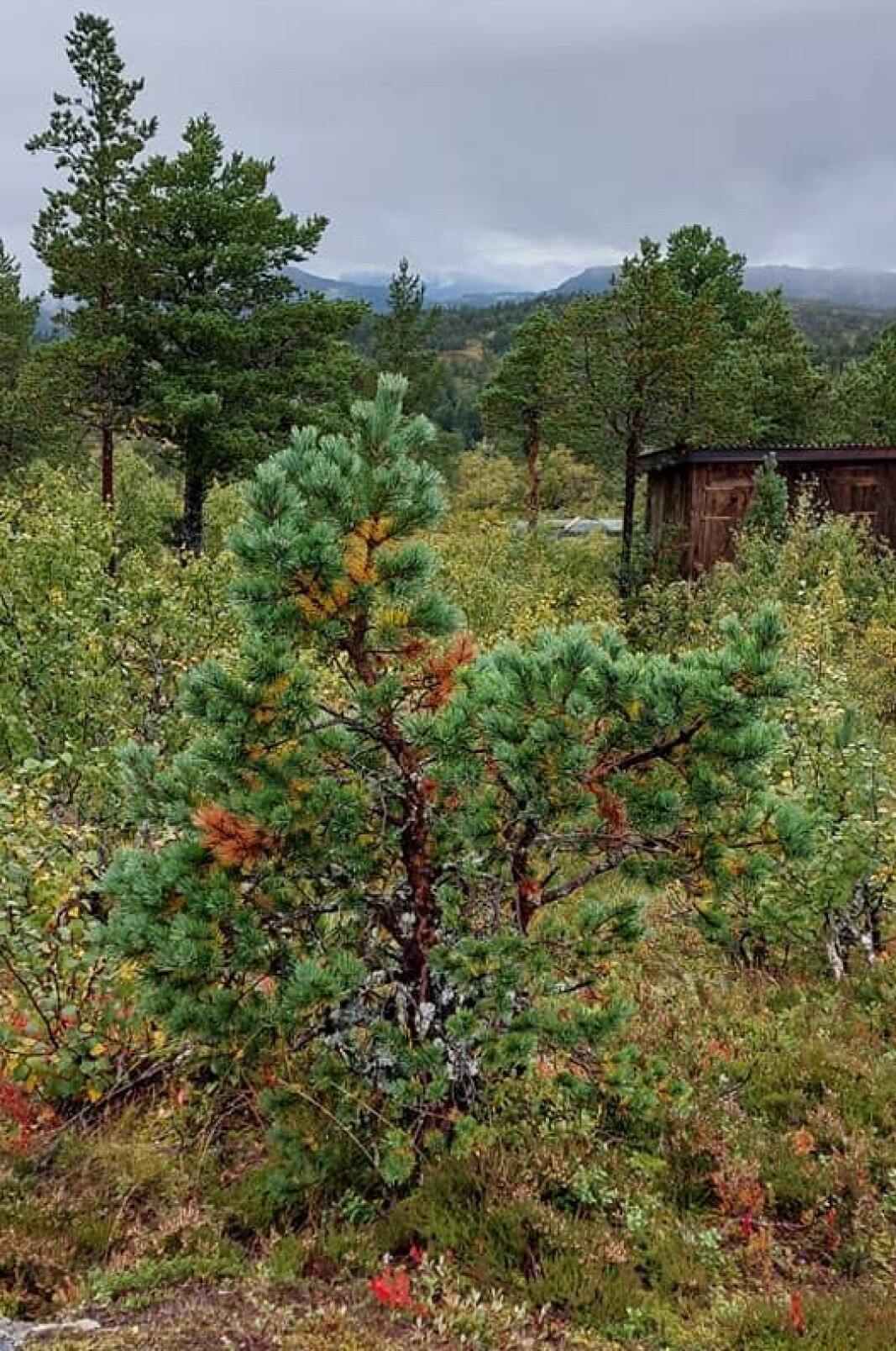 Retning mot Rindal, tåka vår litt sid. Retning mot Rindal, tåka vår litt sid.