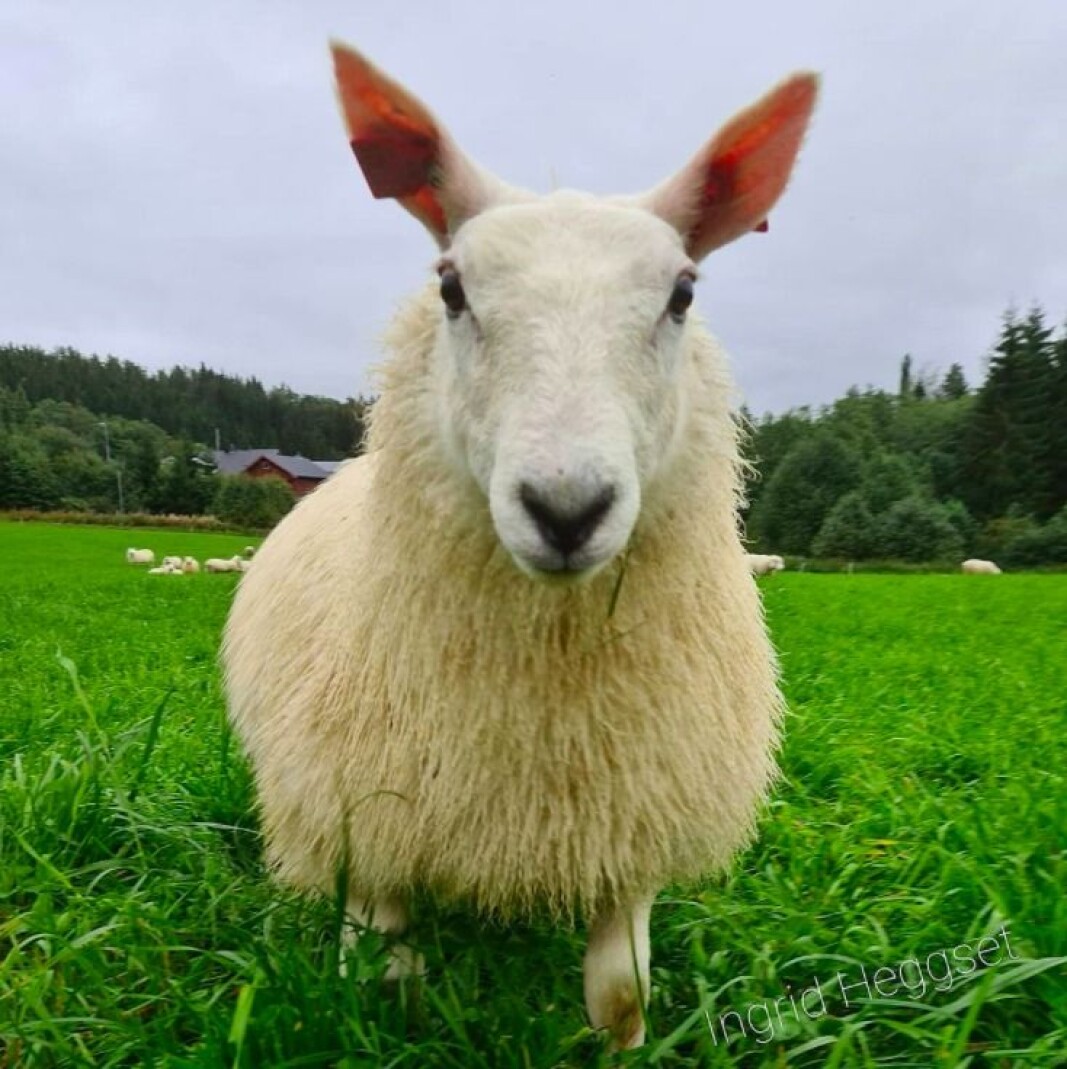 Sjeviotlam🐑💓 Sjeviotlam🐑💓