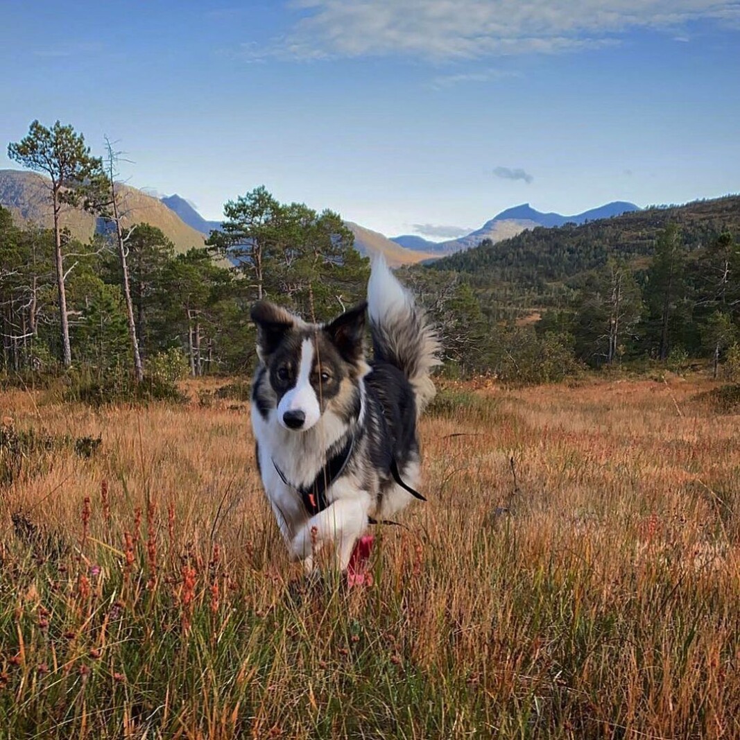 Tuesday's pose🍁🍂🐕 Tuesday's pose🍁🍂🐕