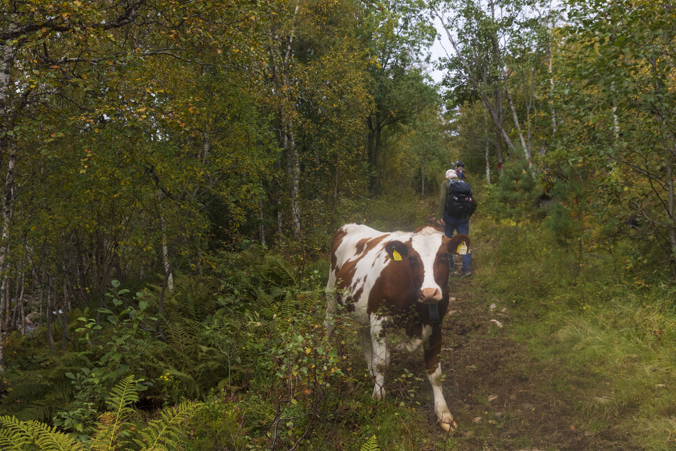 Sjeldan og triveleg møte i fjellet no til dags