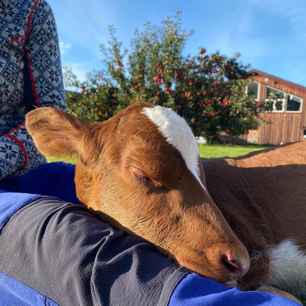 Lille My tar en blund🥰 #kalv #bitteliten #fortidligfødt #tøffstartpålivet #håperdetgårbra Lille My tar en blund🥰 #kalv #bitteliten #fortidligfødt #tøffstartpålivet #håperdetgårbra