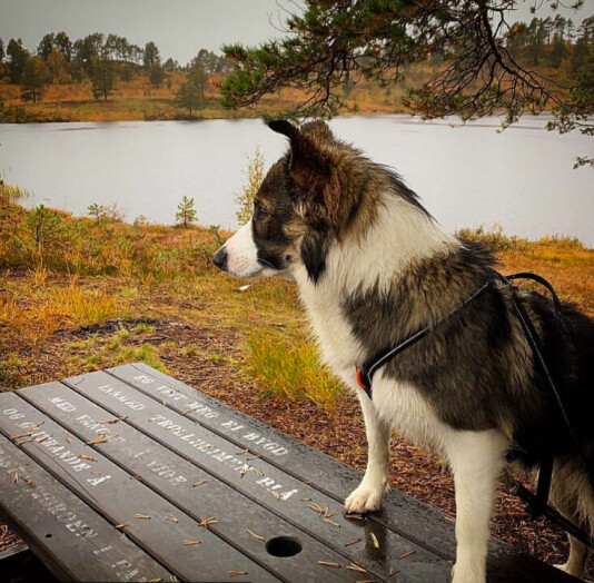 Ser inn mot helgen🐕🍁🍂 Eg veit meg ei bygd innmed Trollheimen blå med vangar så vide og glitrande å og fagraste fjorden i fanget. Tekst: Hans Hyldbakk Ser inn mot helgen🐕🍁🍂 Eg veit meg ei bygd innmed Trollheimen blå med vangar så vide og glitrande å og fagraste fjorden i fanget. Tekst: Hans Hyldbakk