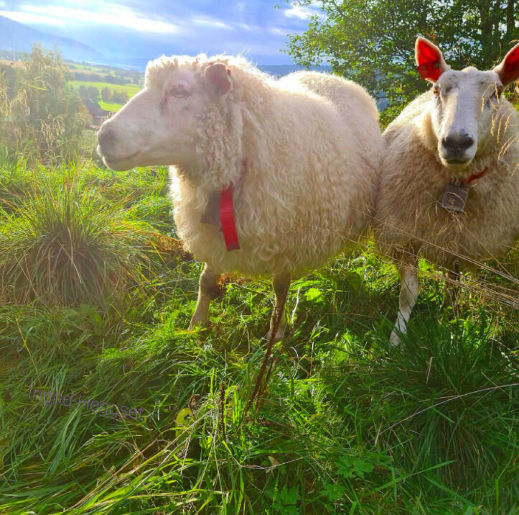 Spelsauen Bibbi og sjevioten Toå🐑🐑💓 Spelsauen Bibbi og sjevioten Toå🐑🐑💓