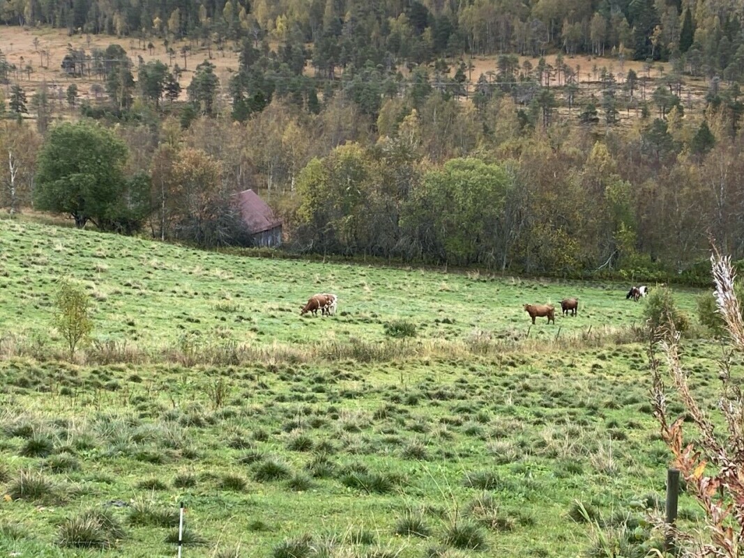 Ved denne låven på Garberg mistet tilskuerne dyret av syne. Ved denne låven på Garberg mistet tilskuerne dyret av syne.