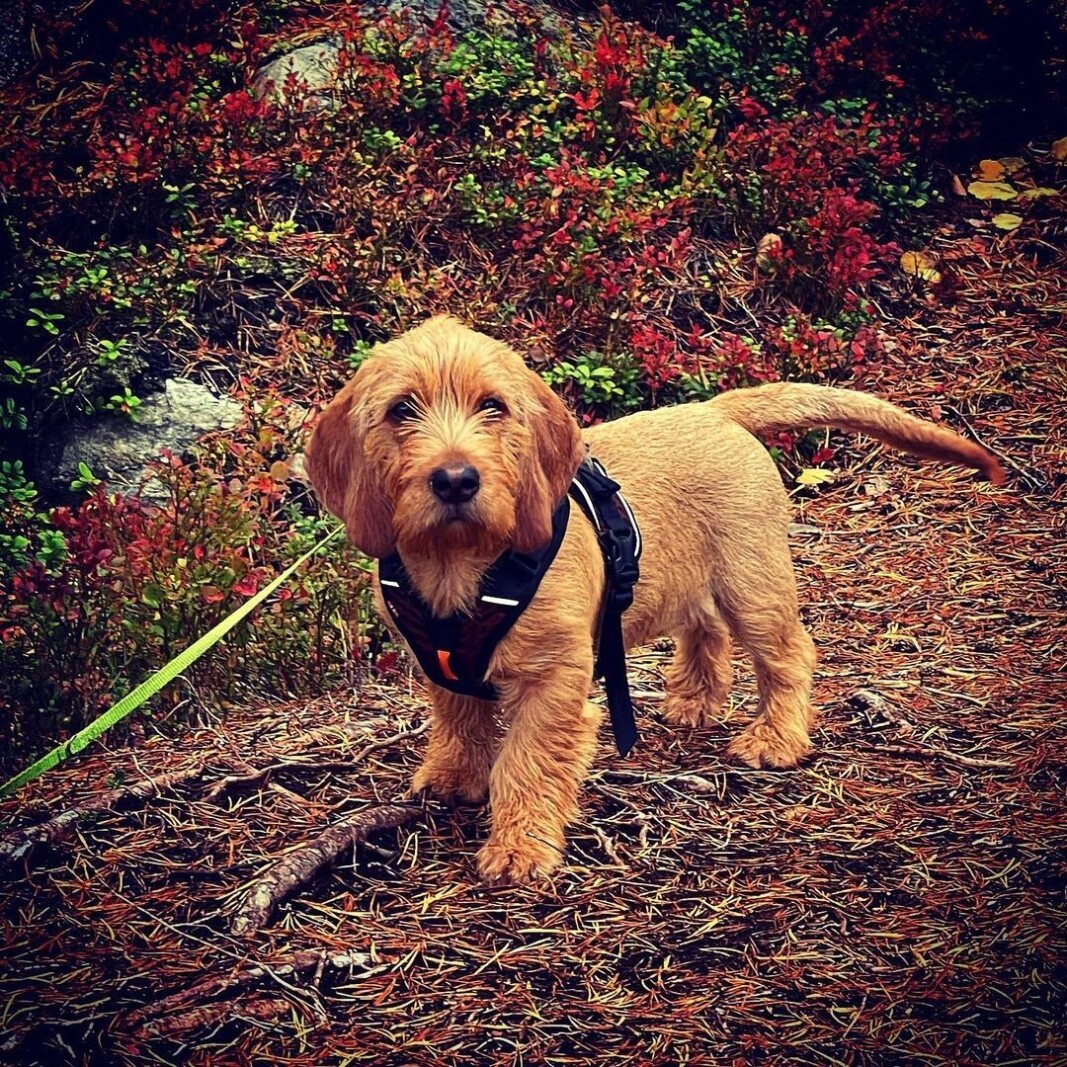 #busterthebasset på søndagstur til #jabenken på årnes 😃 #busterthebasset på søndagstur til #jabenken på årnes 😃