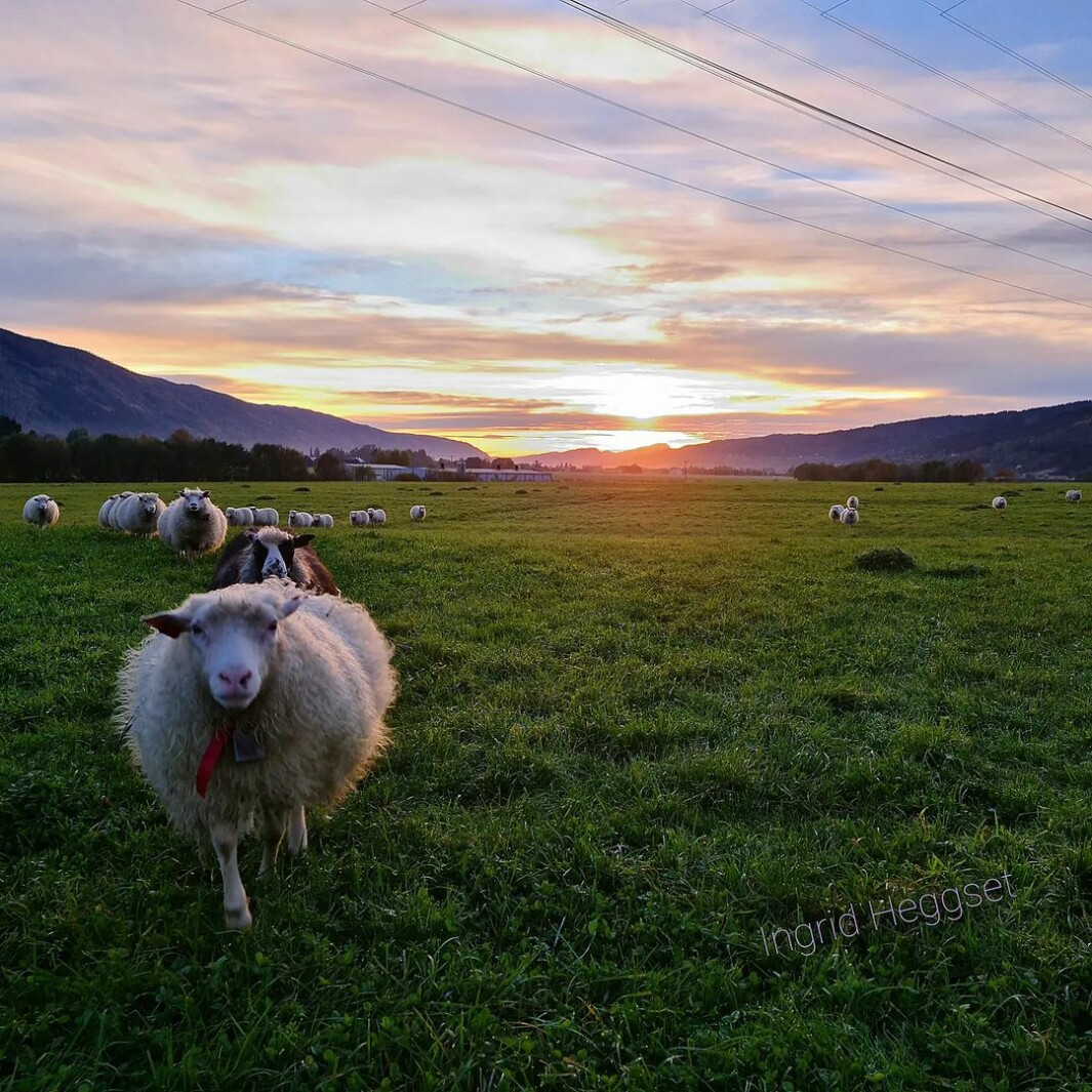 Her kommer sauene springende i full fart mot meg🐑💕 Her kommer sauene springende i full fart mot meg🐑💕