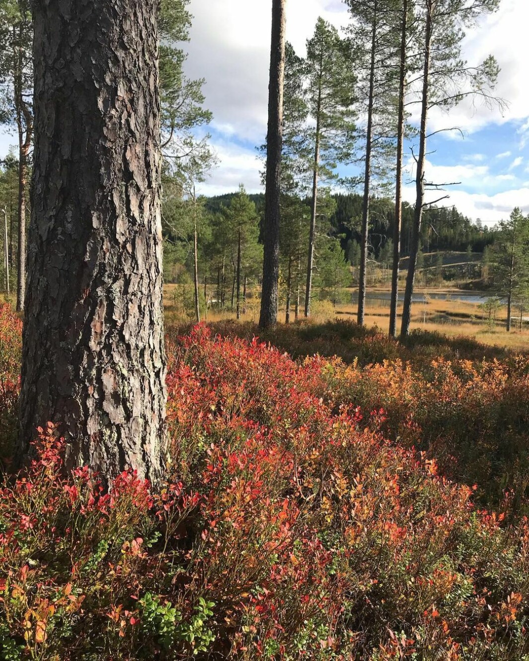 Velkommen oktober🍂🍁🧡 Velkommen oktober🍂🍁🧡