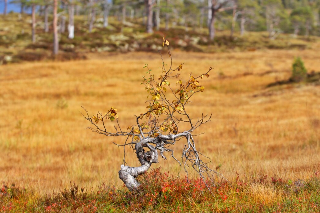 Fjellbjørk i Langlimarka. Fjellbjørk i Langlimarka.
