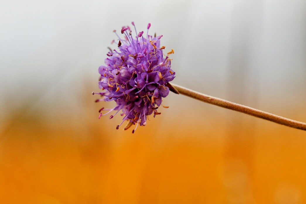 Jeg vet ikke hva denne blomsten heter, og vanligvis ser jeg disse på sensommeren, men denne sto ganske ensom i kanten av ei myr i Langlimarka.