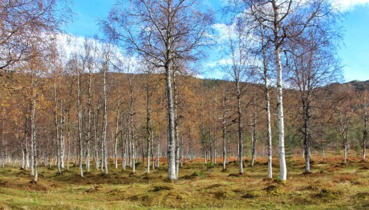 Bjørkeskogen i Vindøldalen. Bjørkeskogen i Vindøldalen.