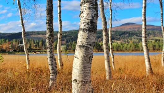 Bjørkeskogen austom Igltjønna. Bjørkeskogen austom Igltjønna.
