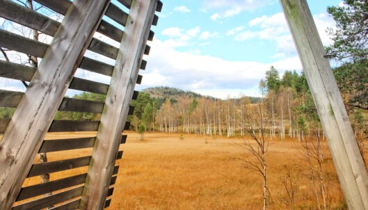 Bjørkeskogen fra Fugletittertårnet ved Igltjønna. Bjørkeskogen fra Fugletittertårnet ved Igltjønna.