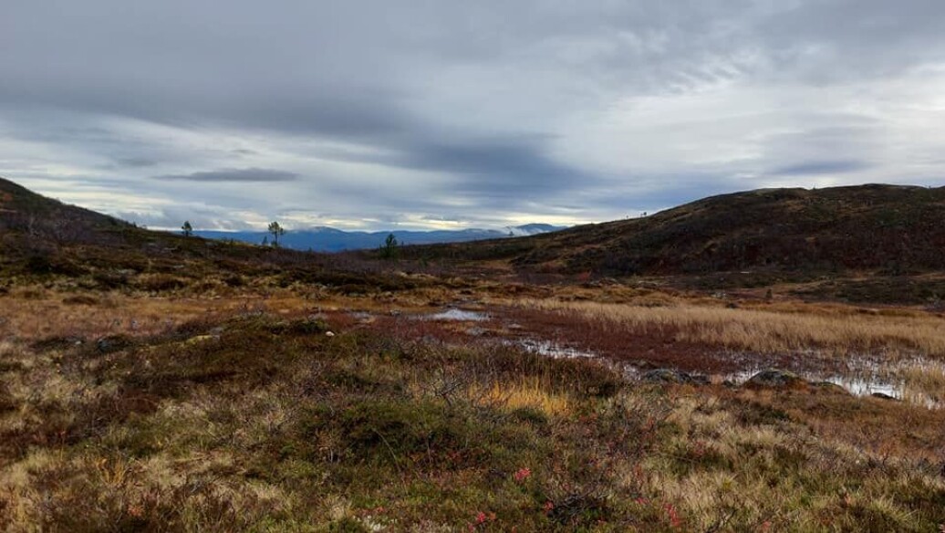 På hjemtur, Trollheimsfjella i det fjerne På hjemtur, Trollheimsfjella i det fjerne