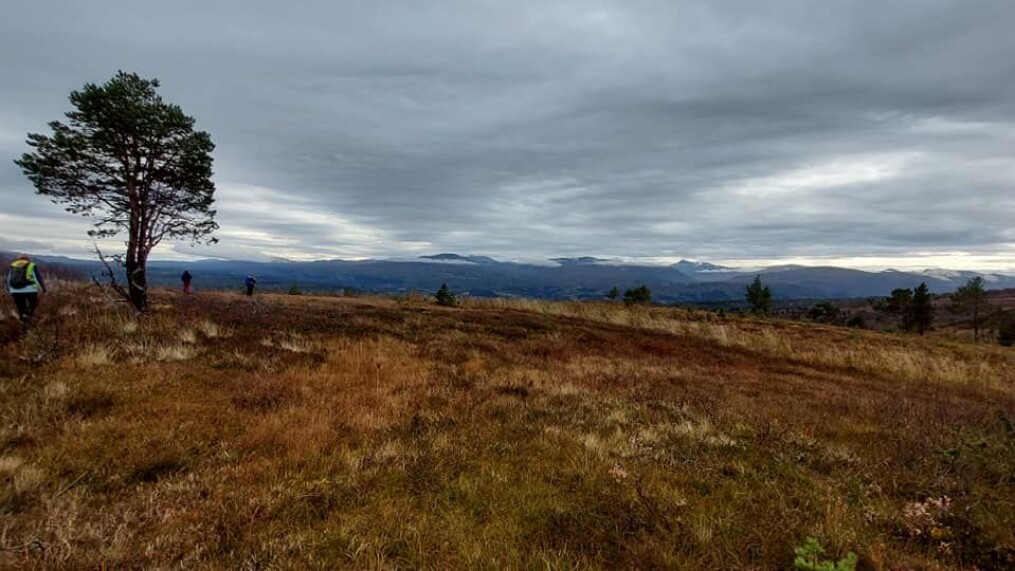 Skydekket letna Skydekket letna