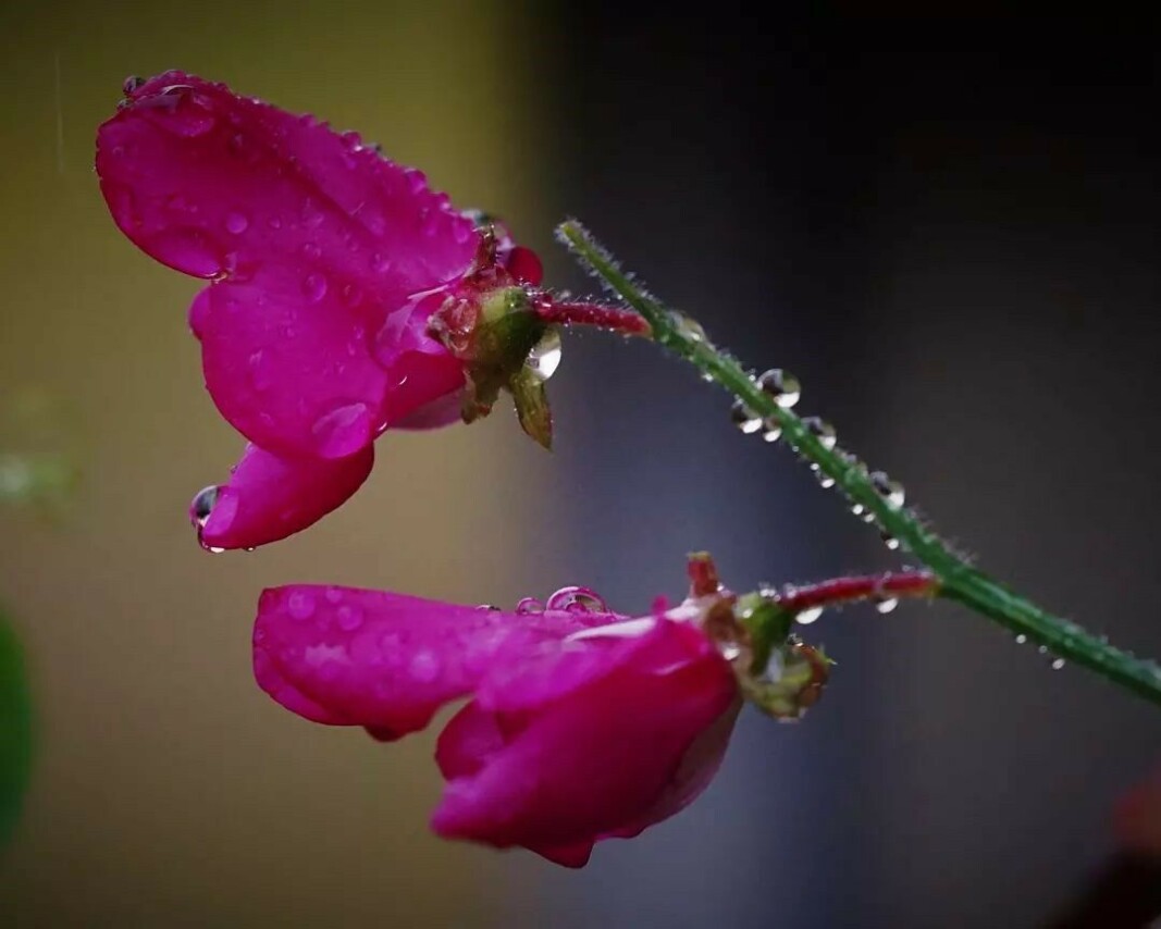 Enn så lenge klarer hageplantene seg bra, men snart kommer nok den første frosten og da er det dessverre slutt for denne sesongen. Enn så lenge klarer hageplantene seg bra, men snart kommer nok den første frosten og da er det dessverre slutt for denne sesongen.