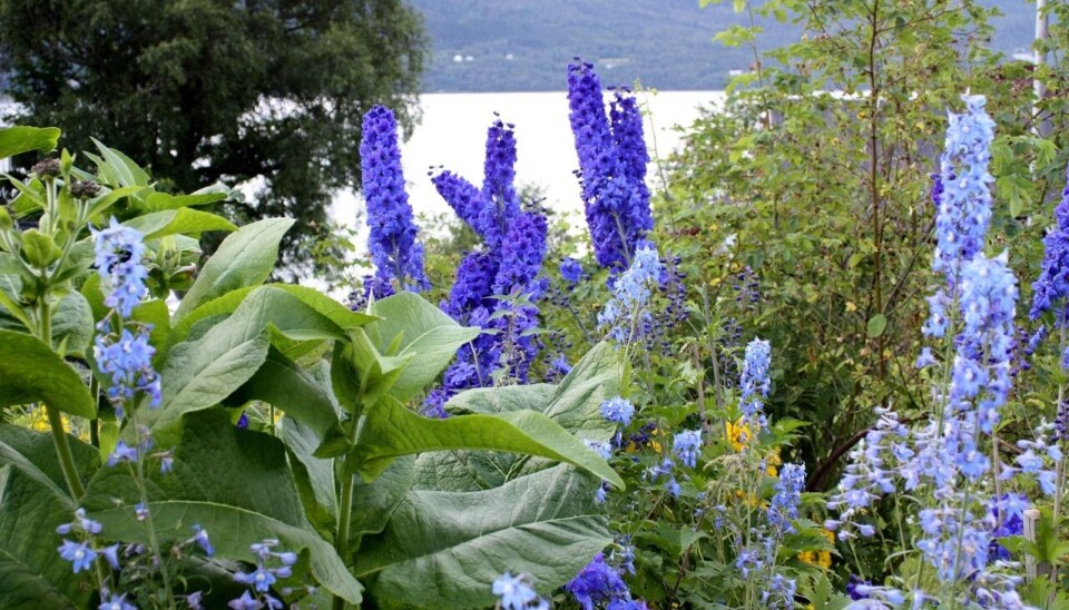 Surnadal hagelag inviterer til medlemsmøte Blå blomster og masse grønt rundt
